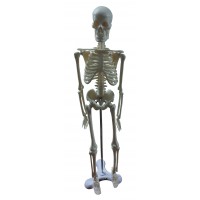 Mini Skeleton